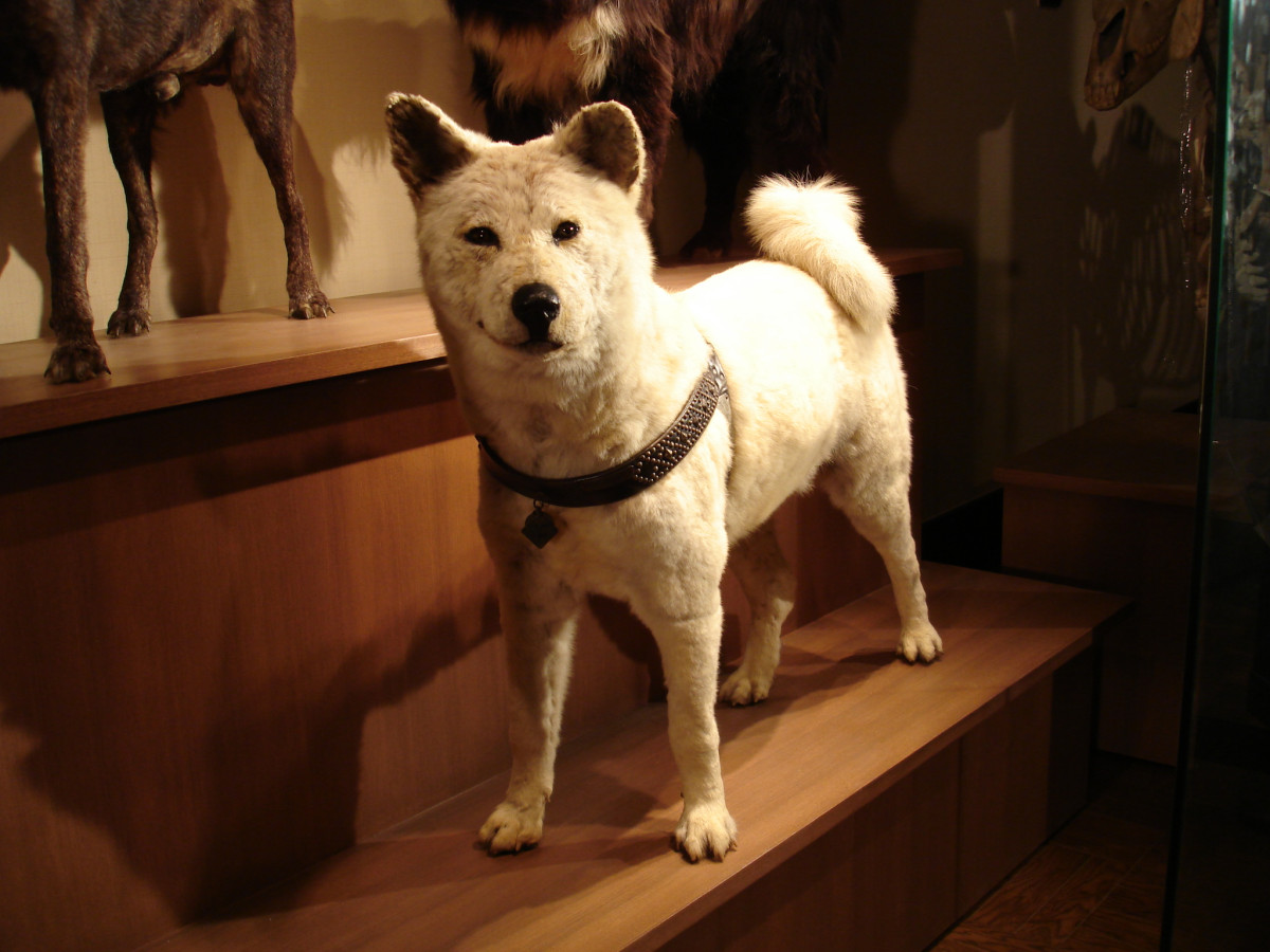 日本館2階 秋田犬ハチ(忠犬ハチ公)